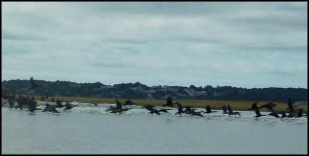 Kayaking Salt Pond & Nauset Marsh 127