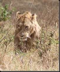 October 21, 2012 fluffy lion