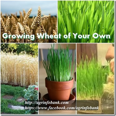 Growing Wheat of Your Own