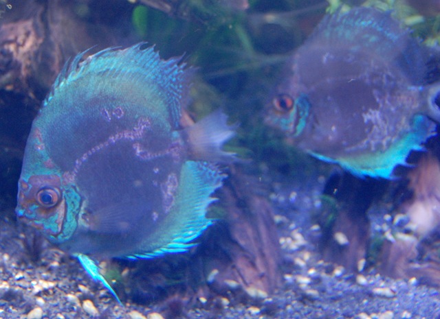 [aquarium8%255B2%255D.jpg]