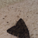 Moth