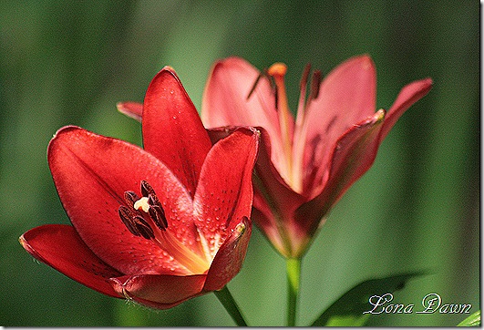WoodlandLiliesRed_June7