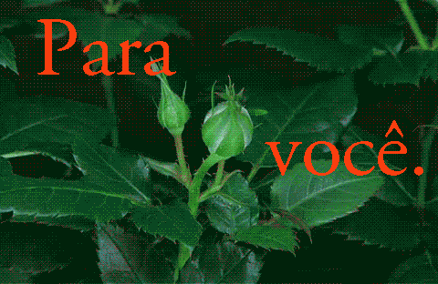 FRASES, MENSAGENS CARINHOSAS, PARTILHANDO AMOR.