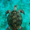 06 overhead turtle in sand.jpg