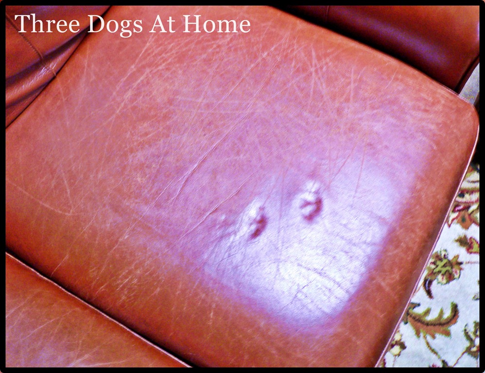 [couch-polishing3.jpg]