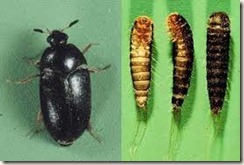 carpet beetle and larvae