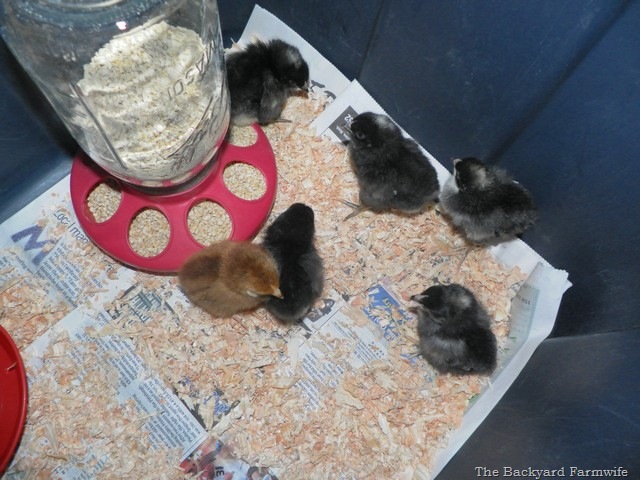 [new%2520chicks%252001%255B10%255D.jpg]