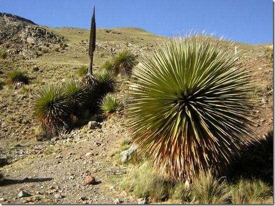 puya_raimondi_old_galleryfull puya_raimondi_old_galleryfull