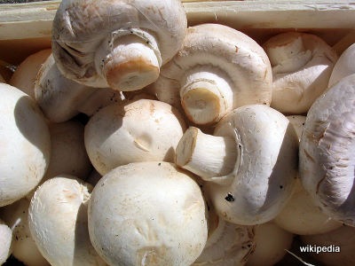 [800px-Champignons_Agaricus-1%255B4%255D.jpg]