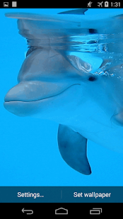 How to install Dolphin underwater 1.0 unlimited apk for laptop