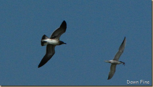 birding south beach_018