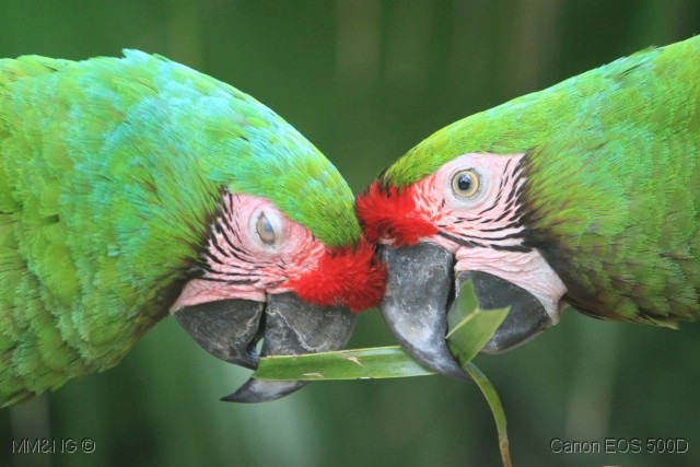 [204_Arara_Militar_ara_militaris14.jpg]