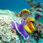 Nudibranch