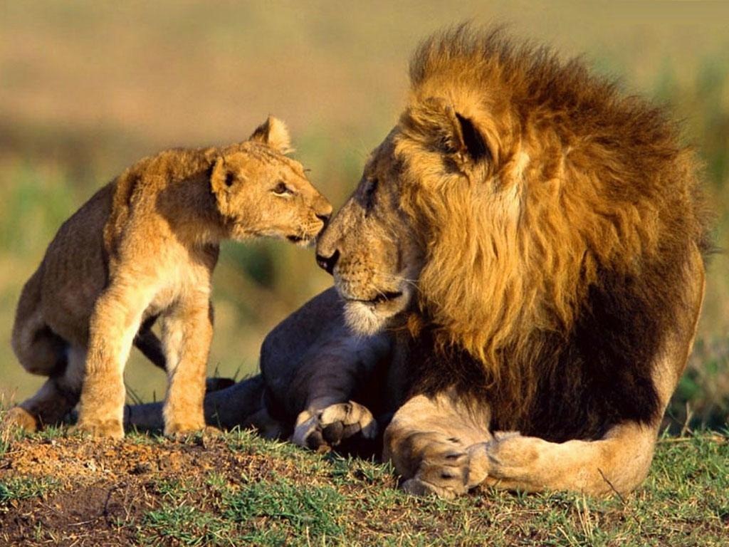 [Lion%2520and%2520Cub%255B4%255D.jpg]