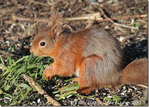 red-squirrel-6