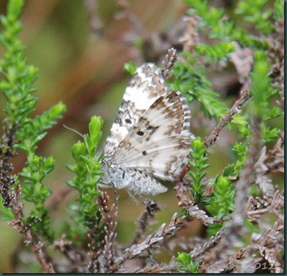 small-argent-and-sable (3)