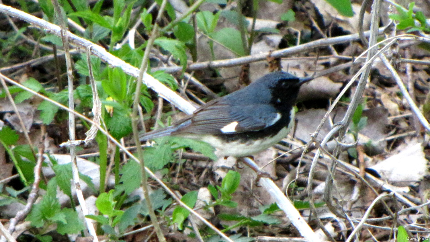 [Black-throated-Blue-warbler8.jpg]