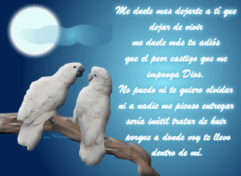 cotorras21