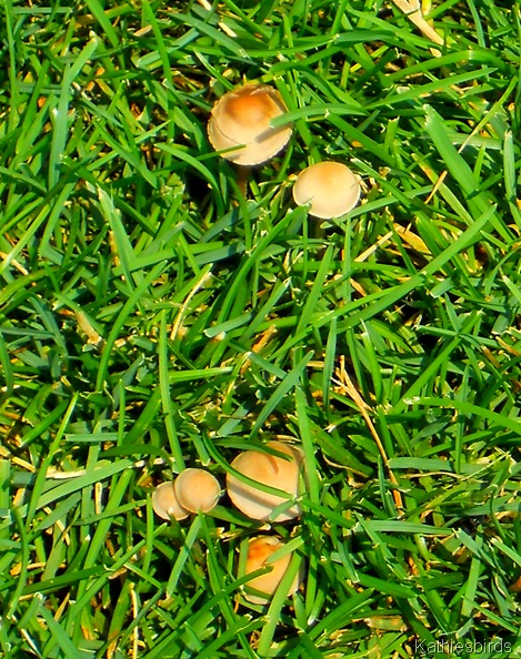 11. mushrooms-kab