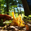 Yellow Spindle Coral