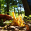 Yellow Spindle Coral