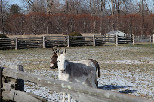 Clive and Rufus seem pretty inquisitive, too!