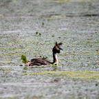 IMG_6516.JPG
