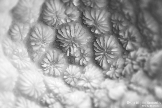 bw_20111015_korall1