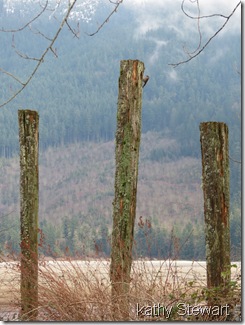 Flicker on middle piling