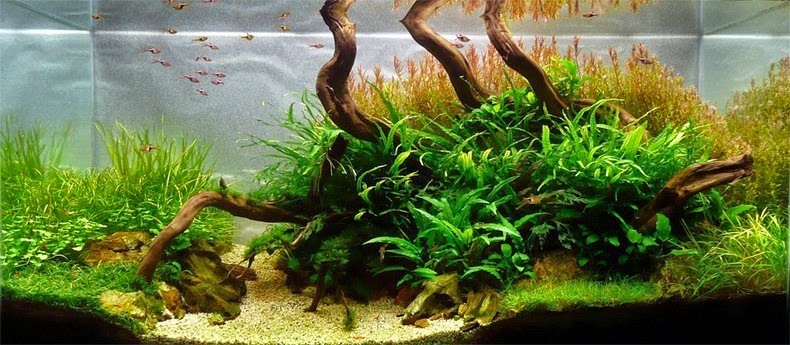 aquascaping-11