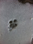 Evidence of creativity among non-humans is everywhere.  Above: The canine use of negative space and impression are among many ancient techniques still employed by canine artists today.