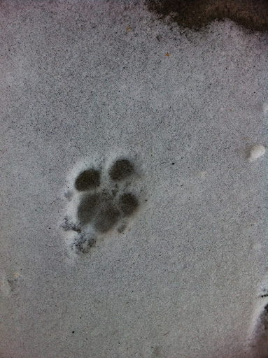 Evidence of creativity among non-humans is everywhere.  Above: The canine use of negative space and impression are among many ancient techniques still employed by canine artists today.