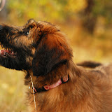 Abi - DSC_0313.jpg