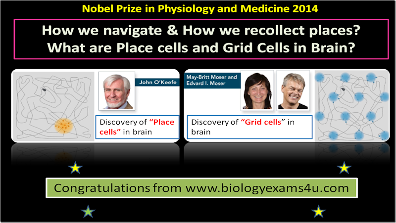 Nobel prize 2014 winners in Physiology and Medicine Nobel prize 2014 winners in Physiology and Medicine