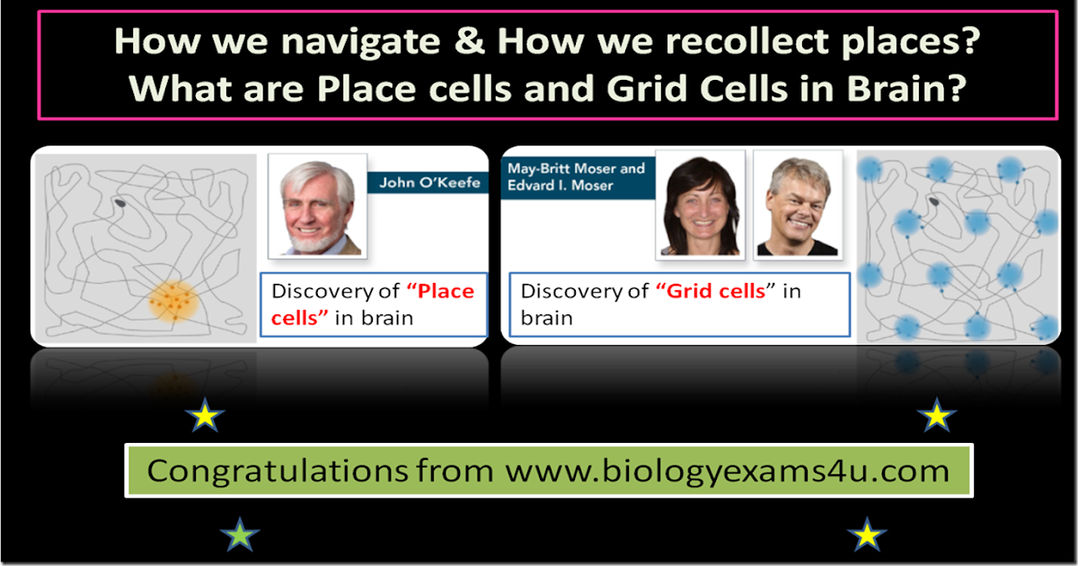 What are Place cells and Grid Cells in Brain? Nobel Prize in Physiology