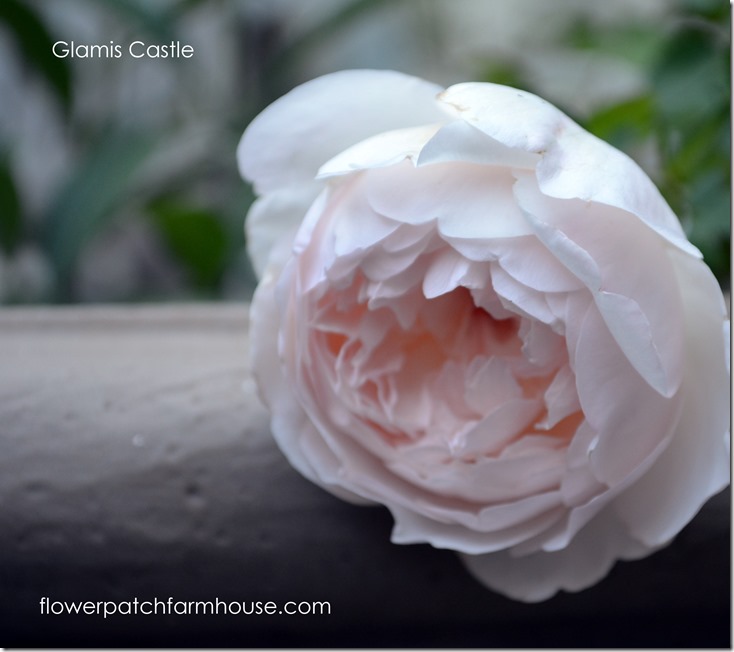 glamis castle rose