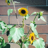 Gardens & Gardeners