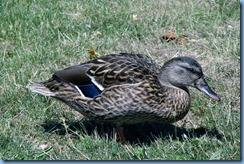 4048 Indiana - Fort Wayne, IN - Best Western Luxbury Inn - in front of hotel - Mallard duck