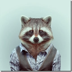mapache mapache