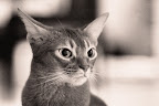 Abessinierkatze Lena