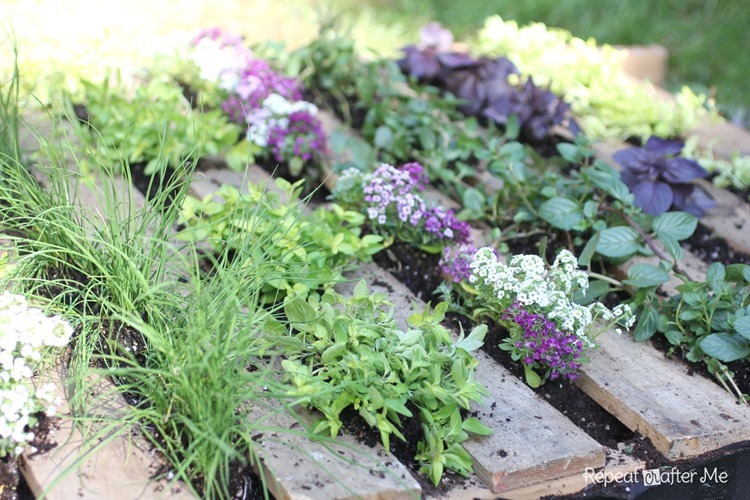 HerbGarden7 HerbGarden7