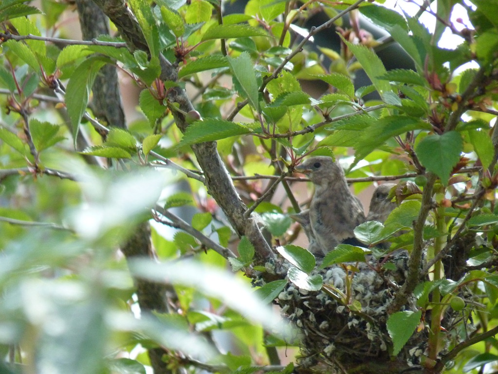 [fledglings%2520014%255B4%255D.jpg]