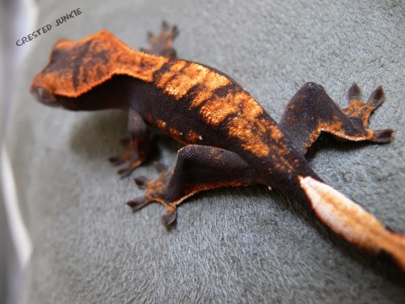 [Amazing%2520Animal%2520Pictures%2520crested%2520geckos%2520%252814%2529%255B3%255D.jpg]