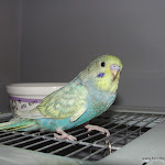 Dec 22-11 Sundance Born Nov 6-11.JPG