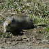 Uinta.ground.squirrel.dscn3615