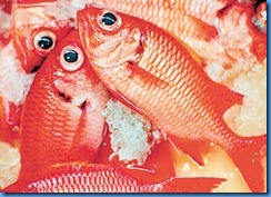 menpachi pic