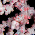 Pygmy seahorse