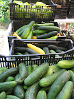 Cucumbers and zucchini have been plentiful all summer. Good thing we love them!