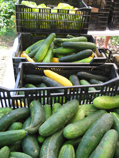 Cucumbers and zucchini have been plentiful all summer. Good thing we love them!