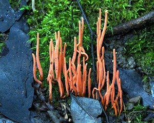 Coral mushroom